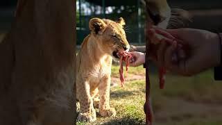 Little Lion Cub Growls While Keeper Feeds It #lion #lionnation #lionhead #bigcatswildlife #lionlove