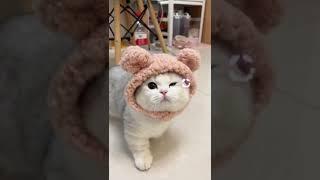 #catbaby #cat#catsoftiktok #catlover #catvideos #foryou #fypシ #fyp #xyzbca #zx #cute #pets