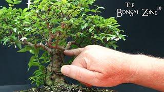 The First Work on My Water Jasmine, The Bonsai Zone, Aug 2023