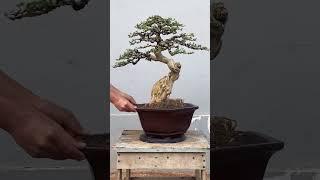 BONSAI SANCANG INSPIRASI By @Harjobonsai|INSPIRASI BONSAI