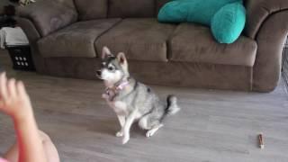 Update on Mia the Alaskan Klee Kai!