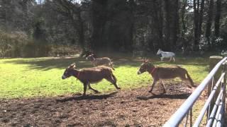 Donkeys enjoying themselves at Woods Farm