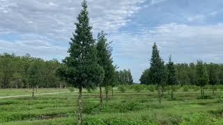 Podocarpus Tree/The Tree Planters/Planted and Guaranteed/Central Florida's Premiere Tree Installer