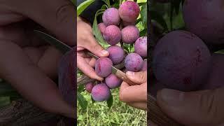 Best relaxing fruit tree farming | Oddly satisfying fresh fruit | Fruit Ninja Harvesting #555