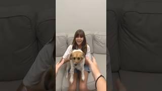 Taylor Swift Dog Cam Trend  #short #taylorswift #trendingshorts