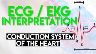 Electrical Conduction System of the Heart | ECG EKG Interpretation (Part 1)