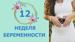 12 Неделя Беременности. Развитие плода и ощущения мамы