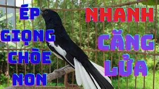 Chòe Than hót giọng rừng hay kích bổi hót đấu. Luyện giọng chòe than non. Chòe than hót sáng gọi bổi
