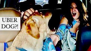 Surprising Uber Passengers With A Sweet Puppy!