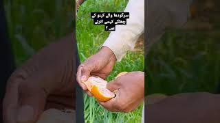 kinnu #sargodha #kinnu #orange #tangowali #bhalwal #kinnow