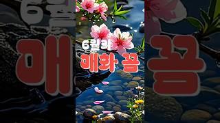 6월의 매화 꽃