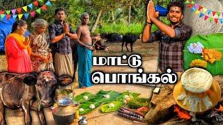 கிராமத்து மாட்டு பொங்கல் கொண்டாட்டம் | VILLAGE MATTU PONGAL | PONGAL CELEBRATION 2024 | FAMILY | K7
