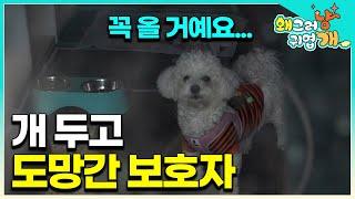 "보호자 소유권 박탈시킬 수 있어요" 키우던 반려견 묶어놓고 무책임하게 사라진 보호자와 영문도 모른 채 낡은 가게에서 긴 기다림을 하고 있는 개│#왜그러냥귀엽개