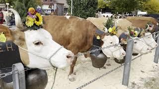 Swisscow 2024 und Herbstschau Viehzuchtvereins Guggisberg