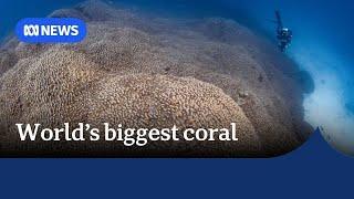 World's biggest coral is the size of 5 tennis courts | The World