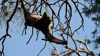 Grey-headed flying fox | Pteropus poliocephalus