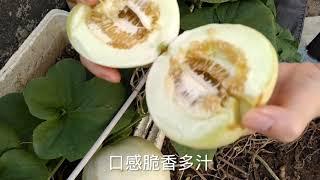 甜瓜种植全过程，只需掌握这2个技巧，单棵就结一大堆，学学