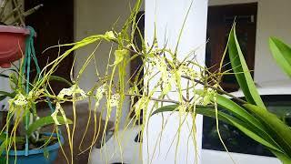 Oncidium makulata | Kandian dancer orchid | Orchid care | M&K