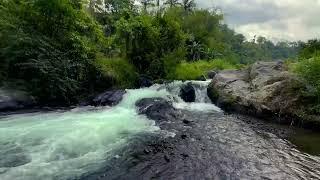 White Noise of Forest Stream & Gentle Waterfall | Ideal for Sleep & Stress Relief