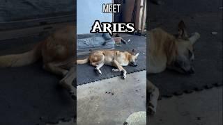 Show sweet old Aries some love 