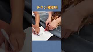 チキン催眠術