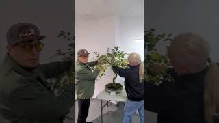Что делать с этим деревом? @Studio.Bonsai  #shorts #garden #bonsai #plant