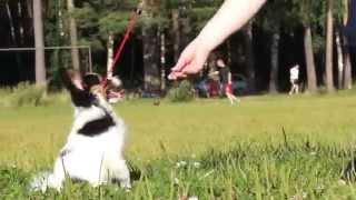 Kennel FCI "DZHERMANOTTA ROYALS" - Litter "A"