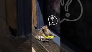 Stay Chill,Cat always Curious #animalshorts
