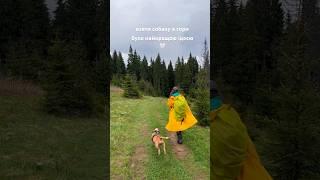 Подорож з собакою в гори - найкраще, що сталося зі мною цього літа Мій бультер’єр радіє не менше