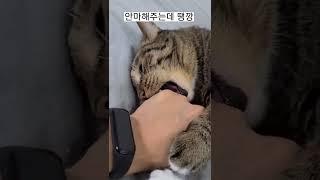 마사지받는 고양이 태도논란 #shorts