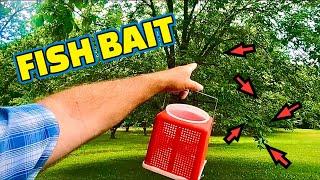 Catching Fish from the Bank fishing TOP WATER using a Bobber !!! ( ACTION PACKED FISHING )