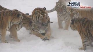 Tigers vs Drone: Siberian Tigers Destroy Drone | ABC News