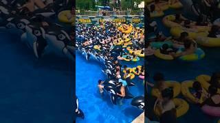 Water park entertainment #entertainment #waterpark #waterthemepark #waterparkshorts