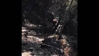 Rob Hikes: Bear Encounter Yosemite