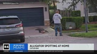 Alligator spotted at Cutler Bay home