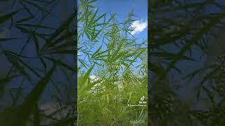 Kansas Ditch Weed