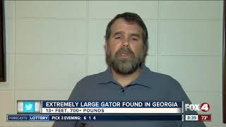 Extremely large gator found in Georgia