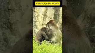 Silverback dealt with son~ #shorts #gorilla #ゴリラ #cute