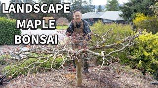 Styling a landscape maple tree as a bonsai!