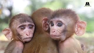 Orphaned Baby Monkeys at Wildlife SOS