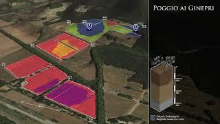 Tenuta Argentiera: Poggio ai Ginepri vineyards in 3D