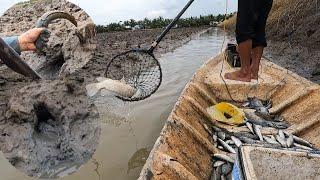 Kích Cá Lóc Ẩn Náo Trong HANG | Fish Size