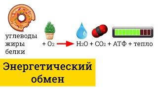 Энергетический обмен, гликолиз