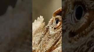 #lizard#short video# short field#JD-Guru-B‍