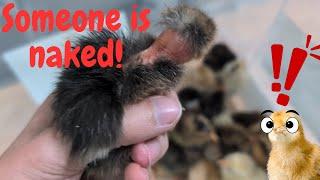 New Babies!  | Hatching incubated chicks