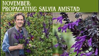 Propagating SALVIA AMISTAD. Super easy. £80 worth of new plants for just £10 . Buy one get 8 free!