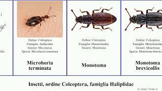 Insetti, ordine Coleoptera, famiglia Haliplidae monotoma euops ruficollis fasciata macrosiagon