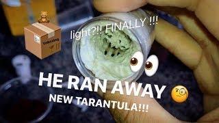 BOUGHT a NEW TARANTULA… ALMOST LOST IT ~ Mini Heart Attack [Tarantula Unboxing]