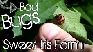 11 Common Garden Pests - Garden Pest Identification