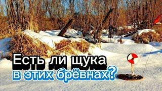 Поставил жерлицы в брёвнах. Есть там ЩУКА или нет?